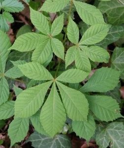 Horse Chestnut leaves