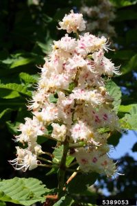 Horse chestnut flowers.