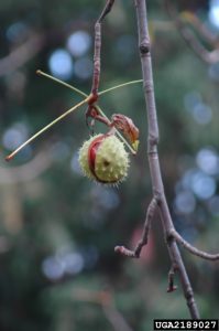 Fruit case with nut from horse chestnut.