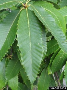 Sweet Chestnut foliage.