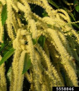 Fully expanded male sweet chestnut flowers