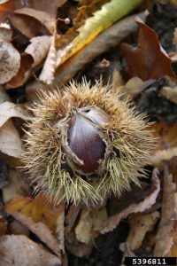 A spiny fruit case with nut from sweet chestnut tree